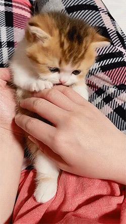 猫和老虎能杂交生育吗,猫和老虎可以生育吗