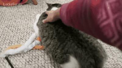 明明绝育了但是还是怀孕了的猫,明明是已经绝育的公猫