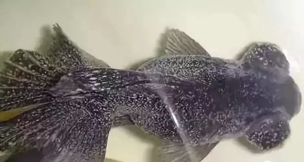 水中常见的绿藻,列举哪些常见藻类是绿藻