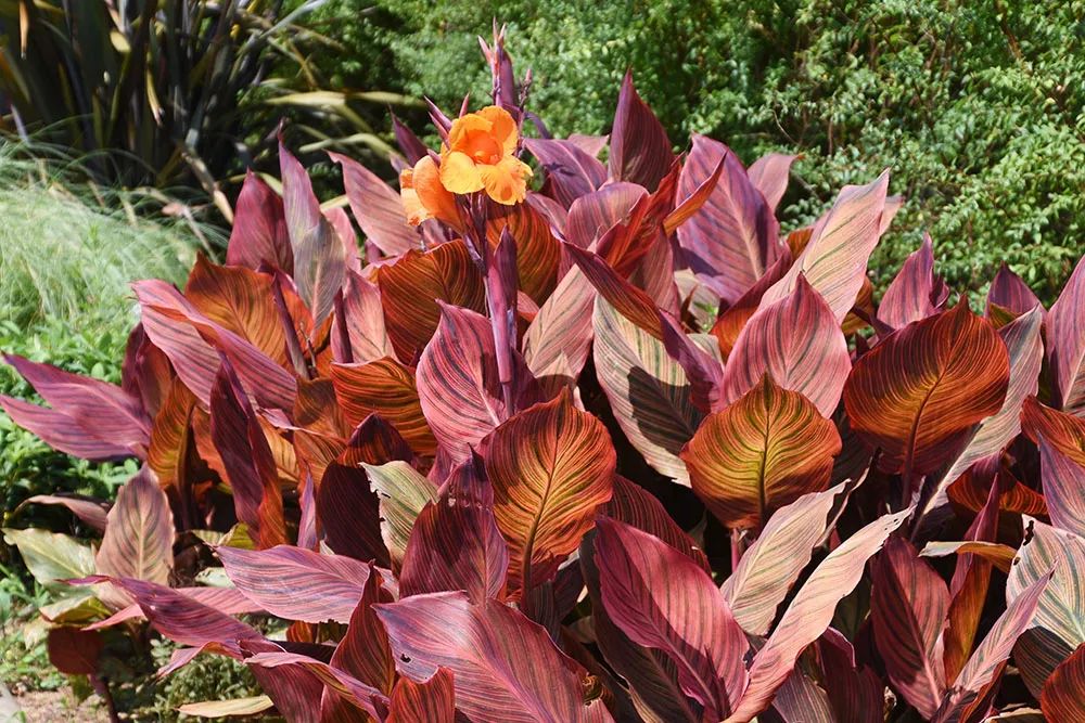 美人蕉有什么特别,美人蕉的十大特点