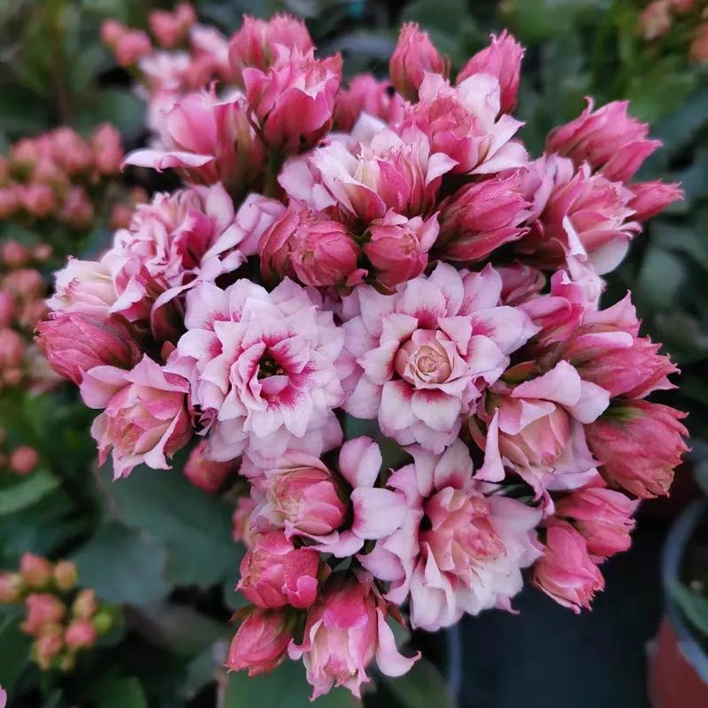 单瓣长寿花品种大全图,长寿花单瓣最好看的品种