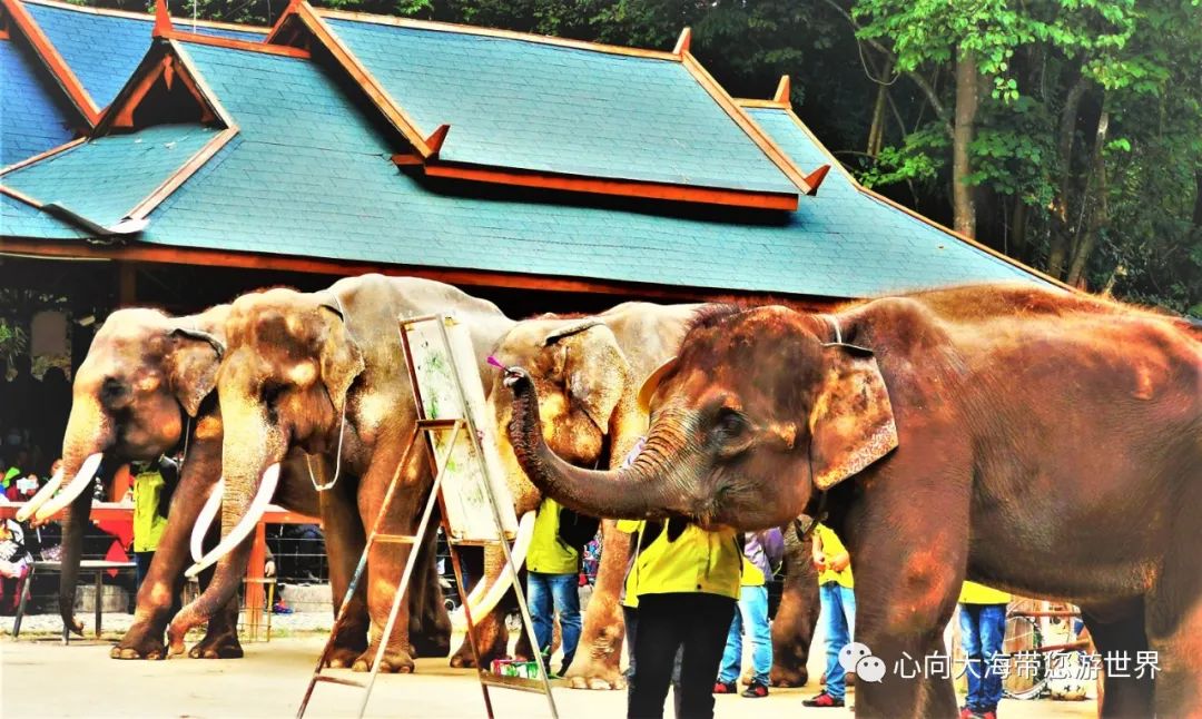 彩云之南版纳行,版纳之旅看大象