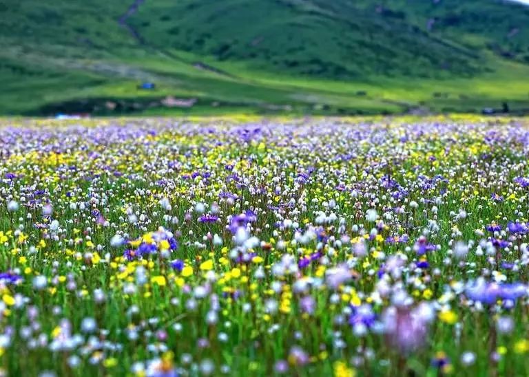 若诗若画若尔盖美景,若诗若画若尔盖文案