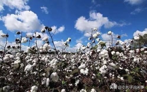 *疆新**棉事件后，你恢复购买阿迪、耐克等品牌吗？