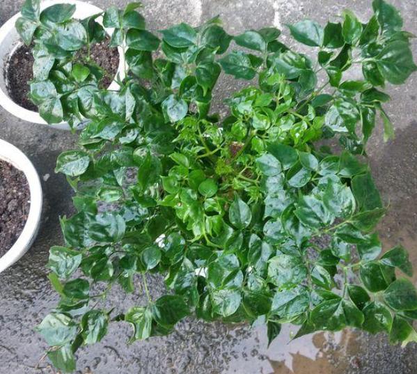 家里的幸福树叶子蔫了怎么回事,家里的幸福树生黑飞虫怎么处理