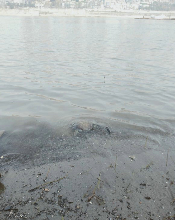 甲鱼被晒死,甲鱼在河里会冻死吗