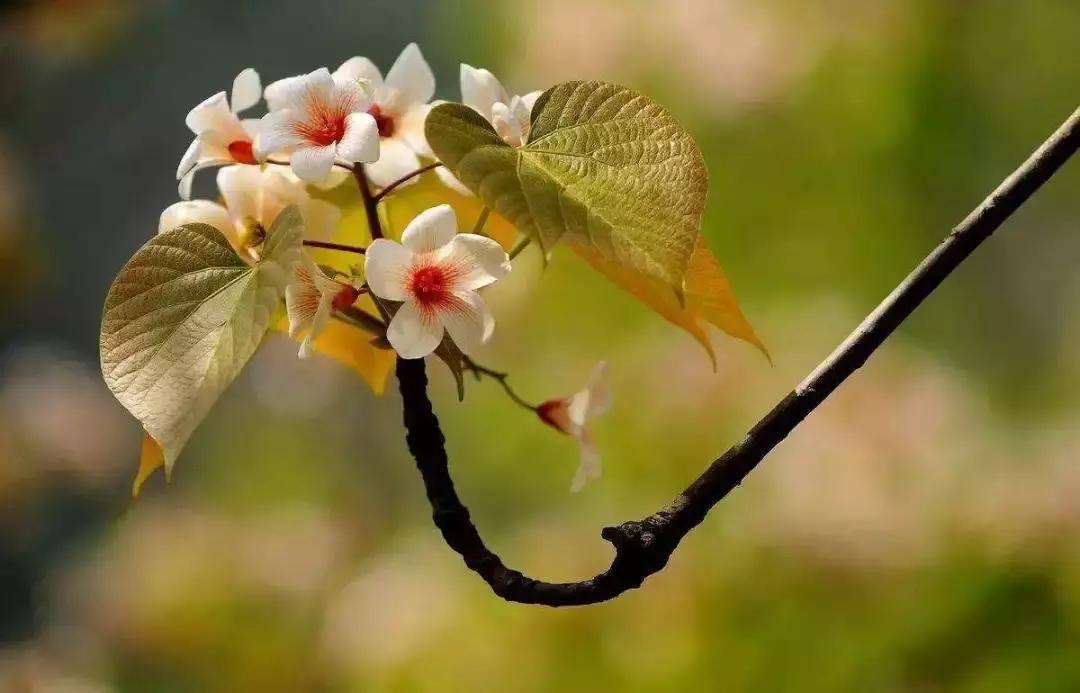 夏风吹来鸟语声,夏风吹来