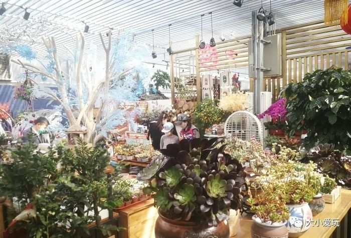 过年必逛花卉市场,北京值得去的花卉市场