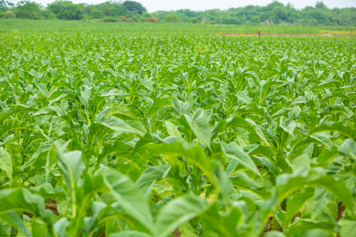 襄城县烟叶王国的故事,襄县烟叶来历