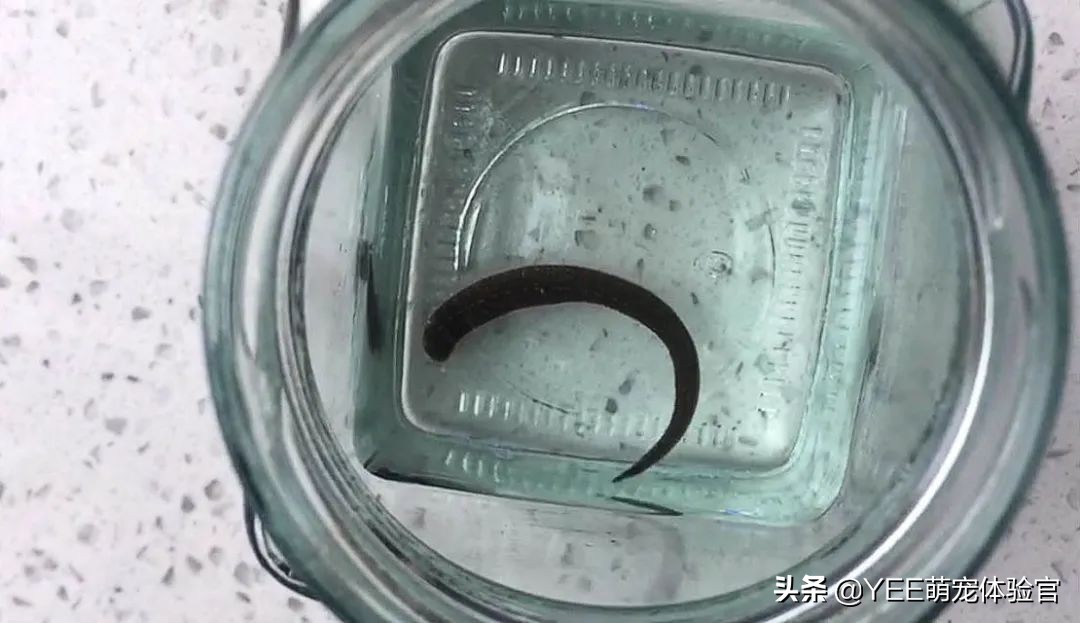 吸血的虫子有哪些在水里,吸血的虫子生活在水里