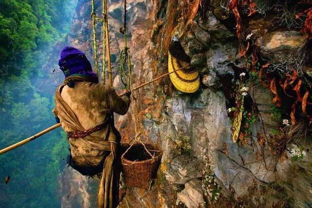 喜马拉雅山采蜜人完整版,喜马拉雅山脚下的采蜜人