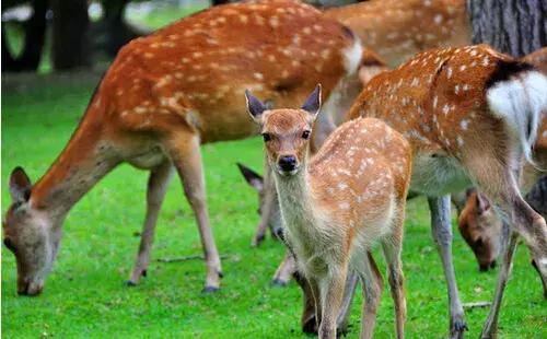 奈良鹿为什么讨要仙贝,日本奈良公园非常有礼貌的梅花鹿