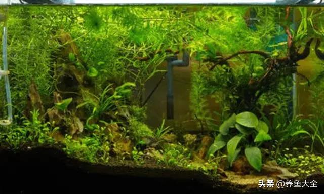 鱼缸水草烂根的处理方法,鱼缸水草烂根怎么修剪