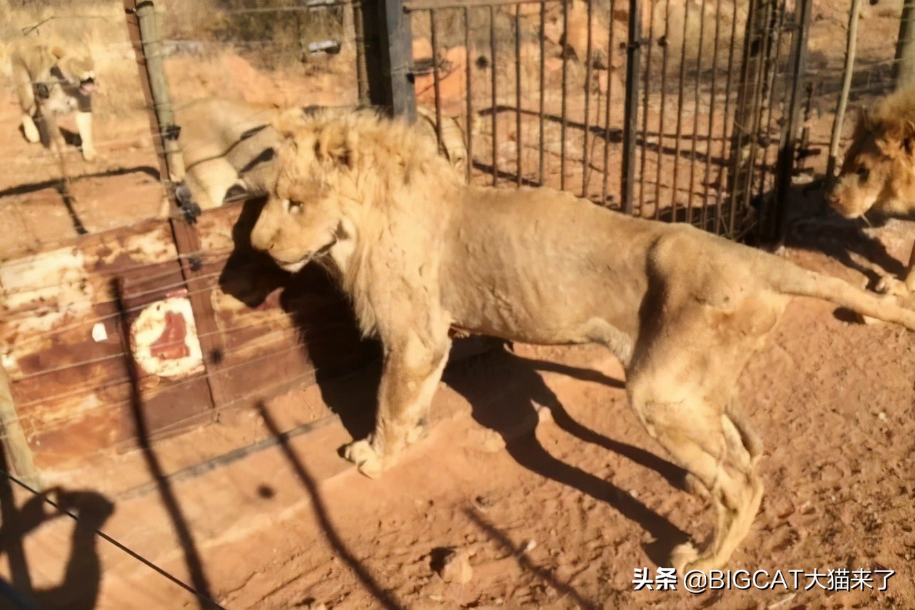 南非养狮业历史 (养狮子9年后重返非洲)