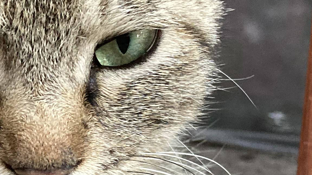 有苹果生态吗,iphonese第二代最新消息