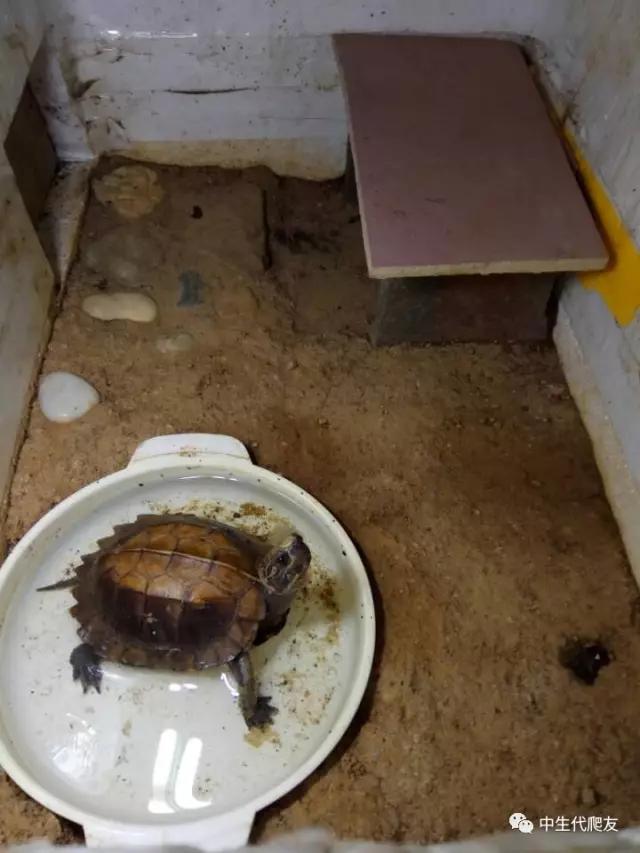 白色环境和黑色环境养出来的龟,古法养龟环境布置