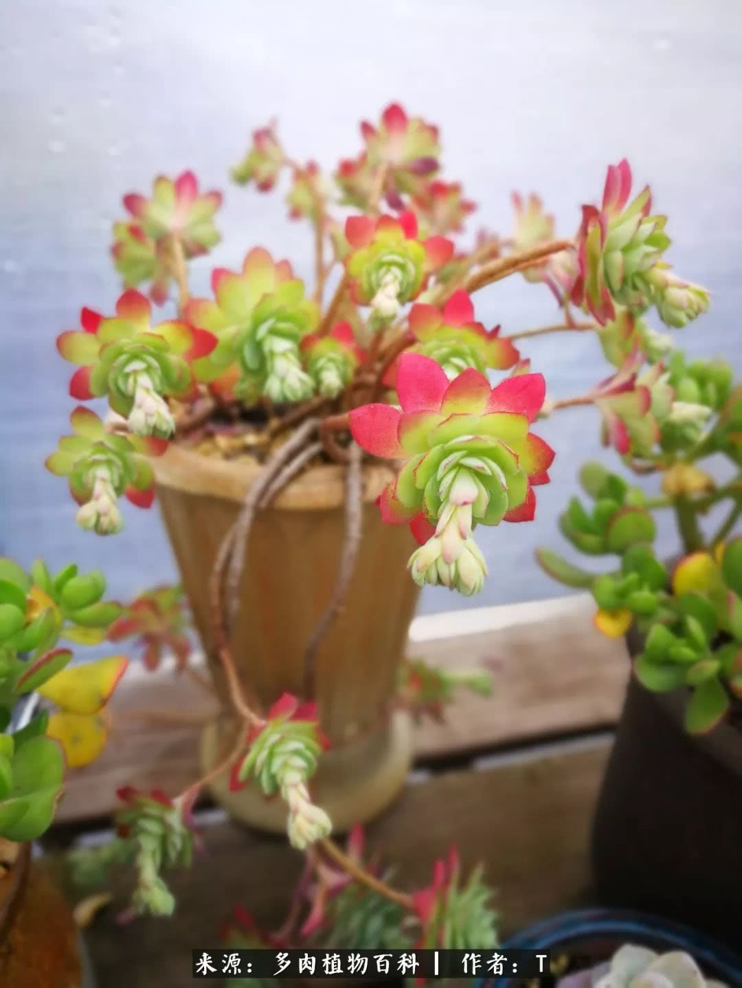 多肉还可以这样玩(上):八年养肉路剪影!