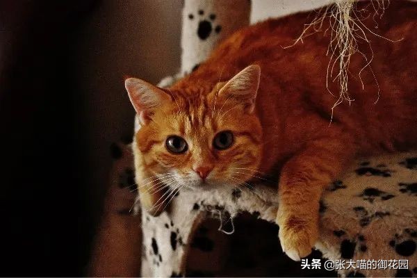 有人说养猫对生育功能有影响,养猫会提高对尘螨的免疫力么