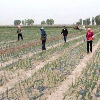 洋葱苗栽培方法和时间,洋葱栽培技术