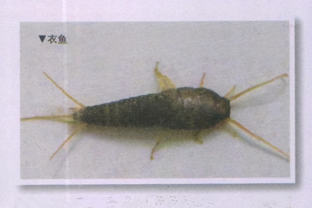 昆虫样子特点,昆虫视觉是什么样的