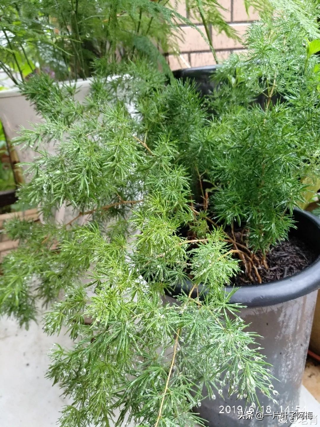 文竹养鱼缸能净化水质吗,文竹盆栽好养吗