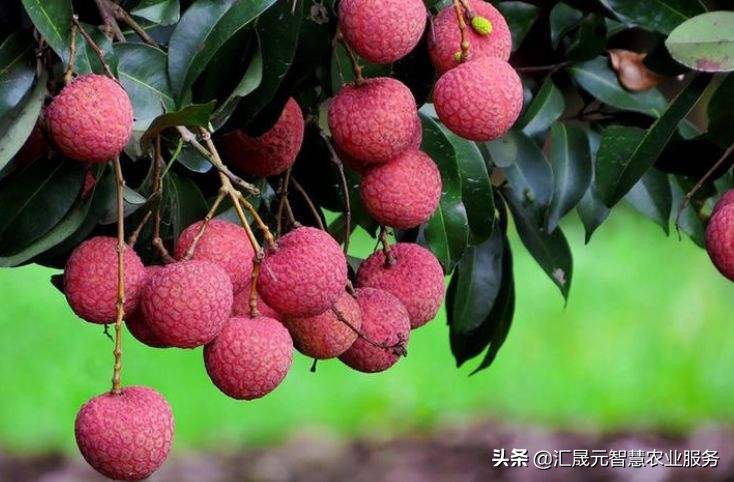 荔枝叶子有点黄怎么办,荔枝叶起疙瘩