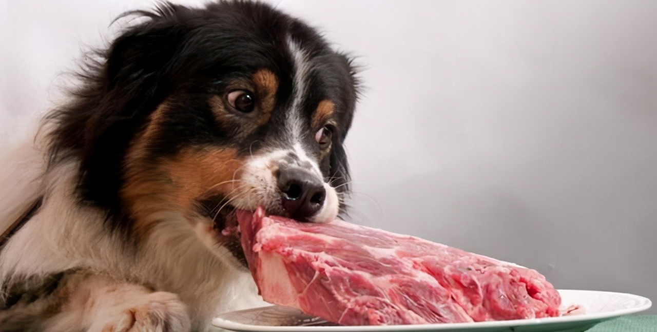 新手铲屎官该怎么养刚出生狗,铲屎官优选犬种