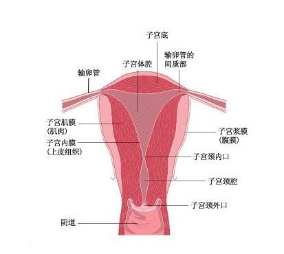 子宫诊刮是什么意思,诊刮能伤宫颈吗