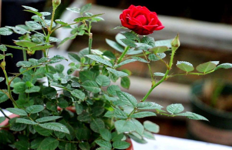 月季霜霉病和灰霉病的区别,月季灰霉病的最佳防治方法