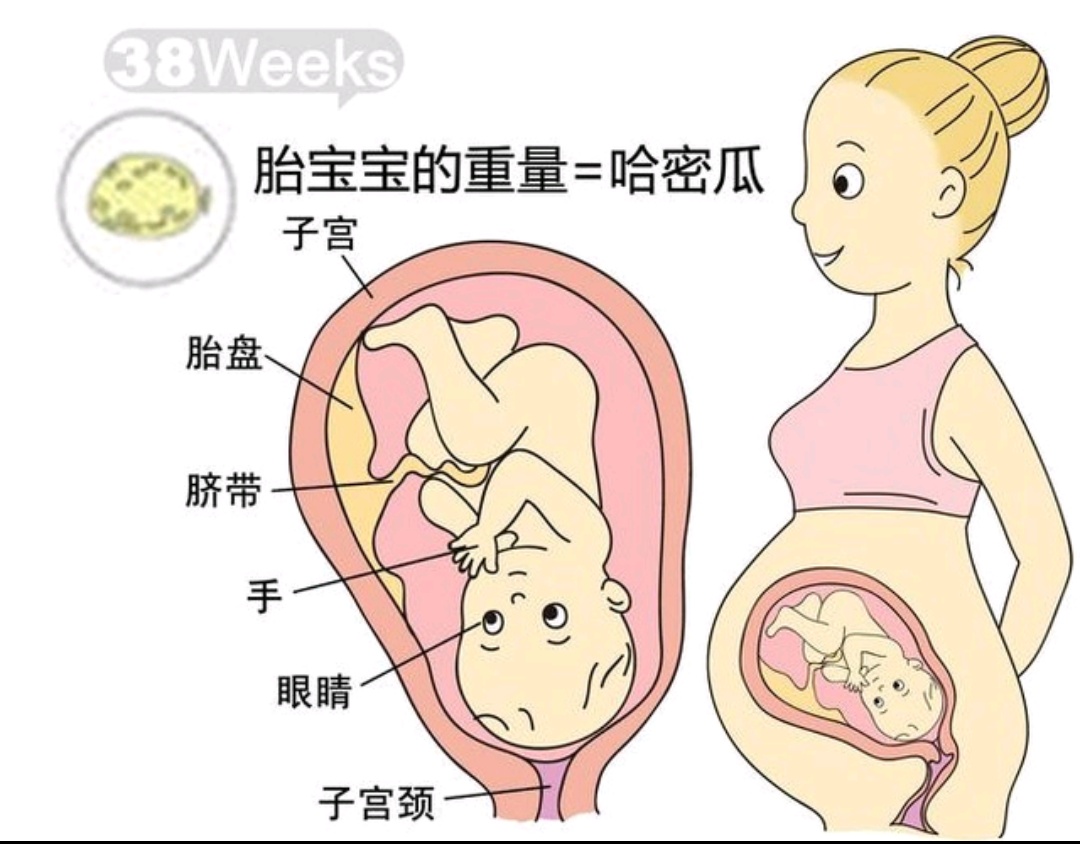 十月怀胎40周发育过程,孕十周宝宝的发育情况