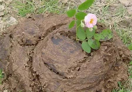 羊粪鸡粪和猪粪哪个效果最好,猪粪鸡粪牛粪羊粪哪个好