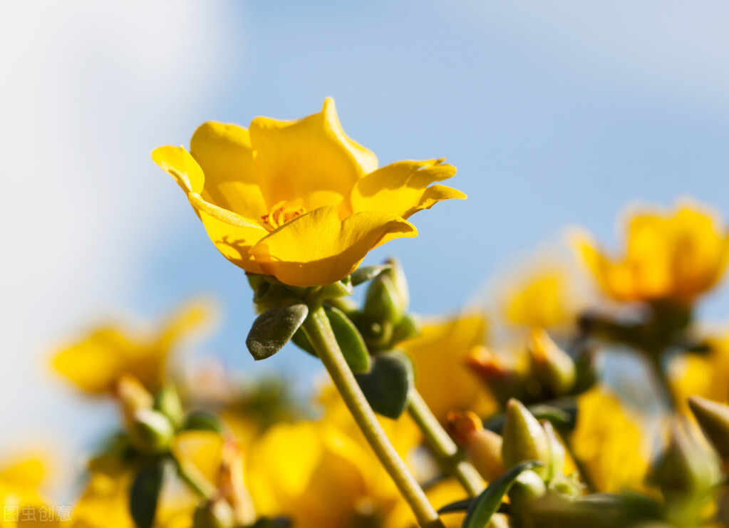 马齿苋的功效和药理作用,马齿苋药食同源科普
