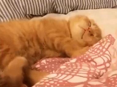 猫为什么会做梦,猫咪也会做梦吗都梦到了啥