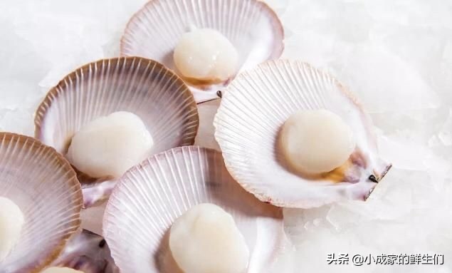 渔民常见捕获海鲜以及价格,野捕海鲜