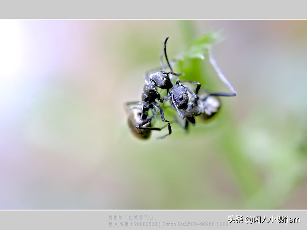 拍摄蚂蚁视频的技巧,怎么拍摄蚂蚁