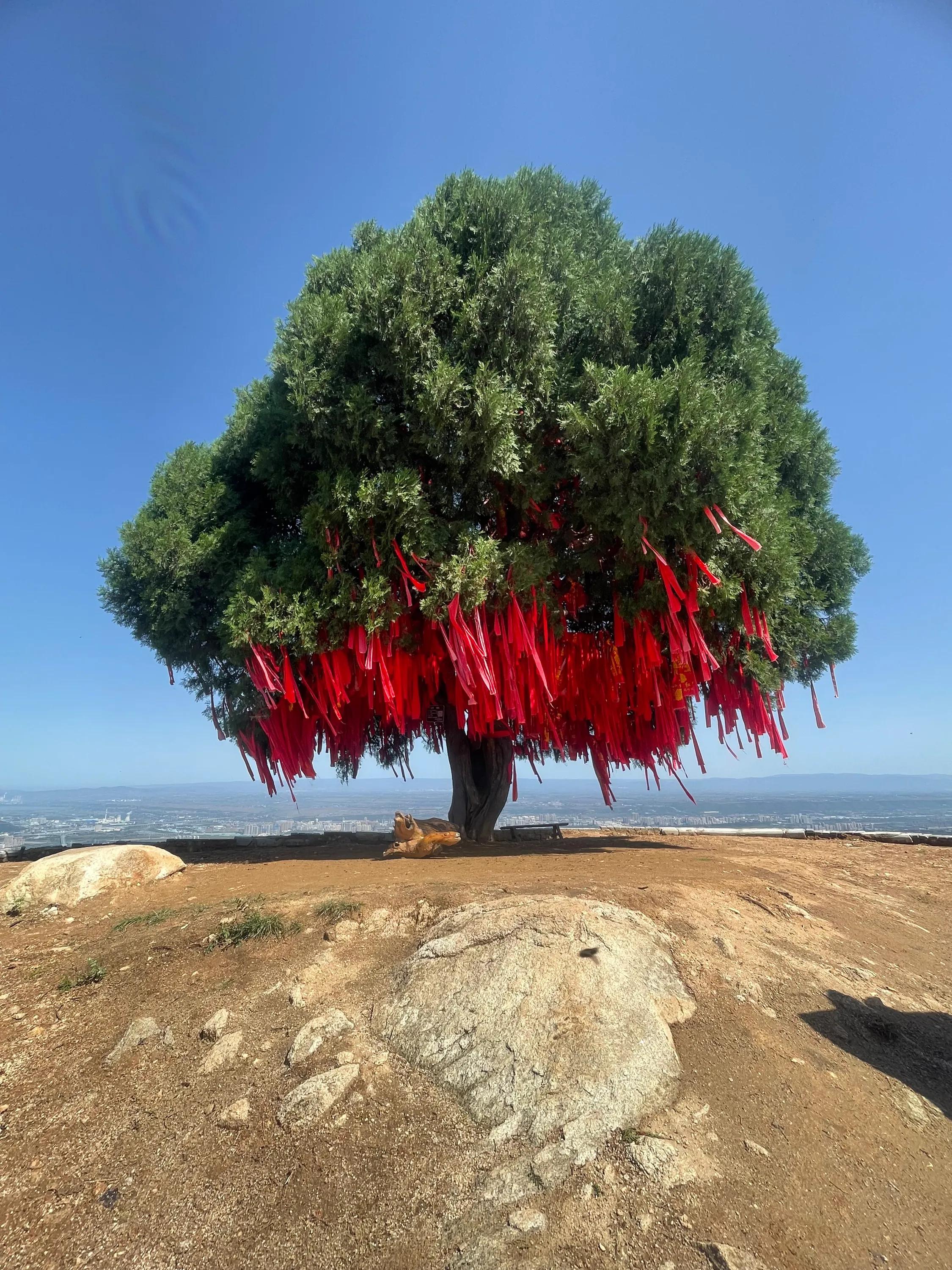 白雀寺神树视频,白雀寺供奉哪位菩萨