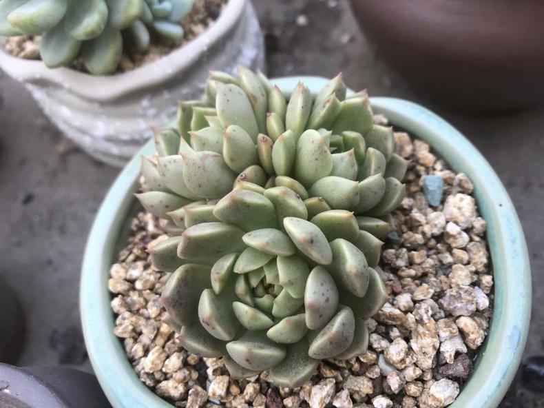 如果多肉叶子出现枯萎该怎么办,多肉植物彩麒麟长斑