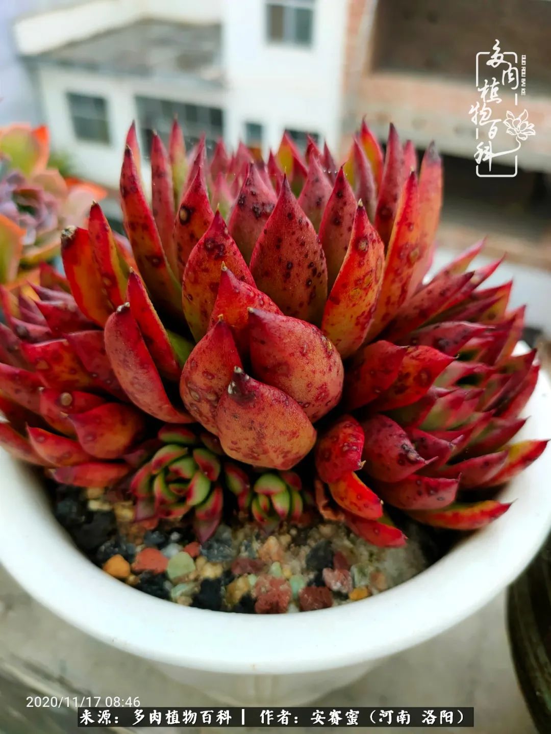 现在是多肉最美的季节,多肉最美的季节来啦