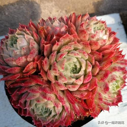 十大最漂亮的多肉植物名字,常见观赏多肉植物名字大全