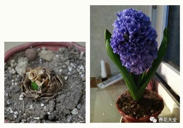 风信子开完花剪掉还会开吗,风信子开完花还可以活吗