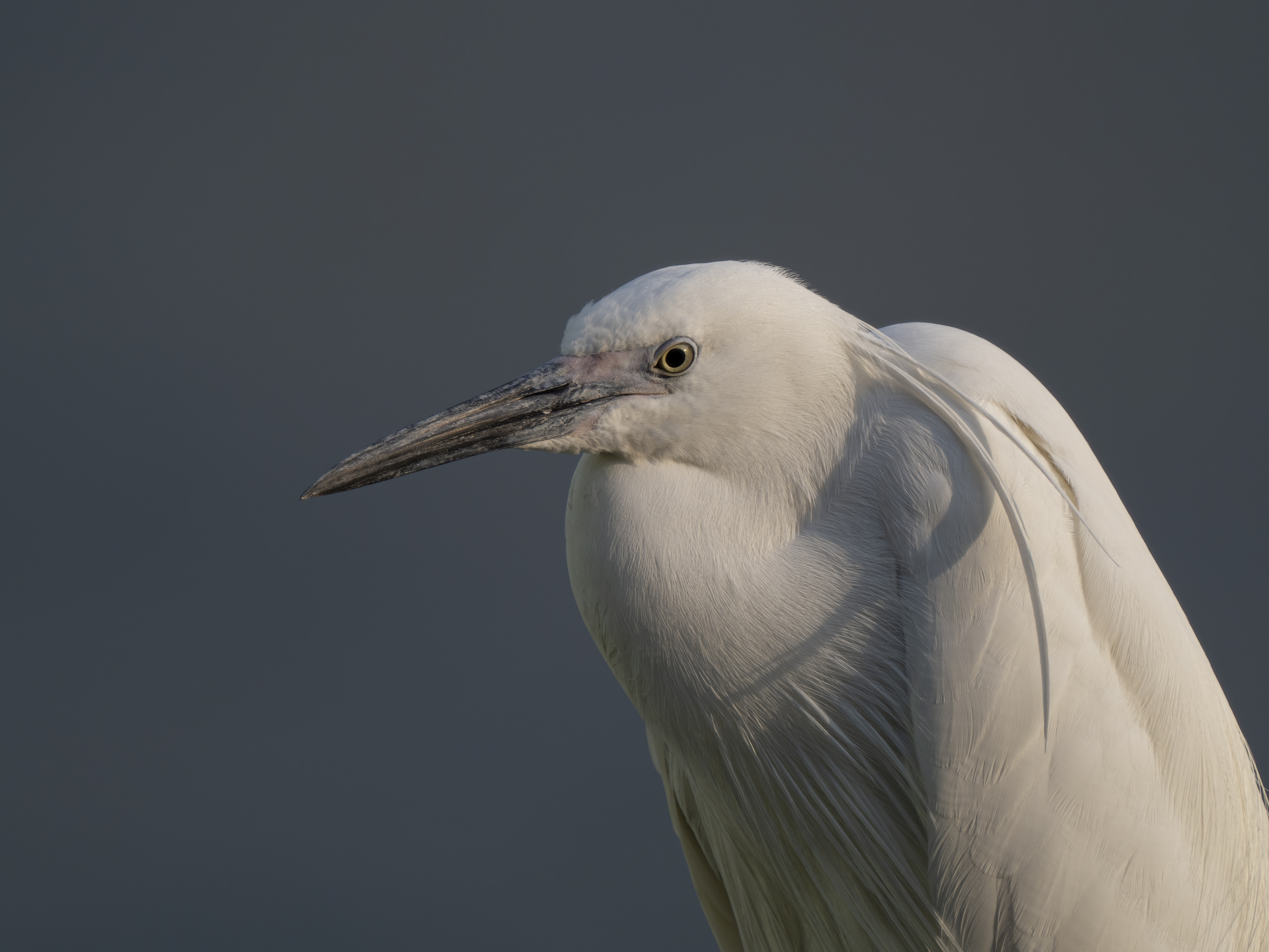 奥林巴斯60mm微距尺寸,奥林巴斯2000mm镜头
