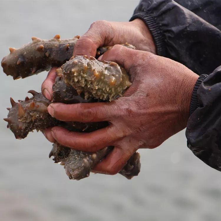 海参泡发时煮着好还是蒸着好,你们吃过的海参怎么吃