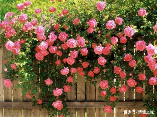 妯娌关系不好兄弟怎么处理,和妯娌属相不合怎么化解