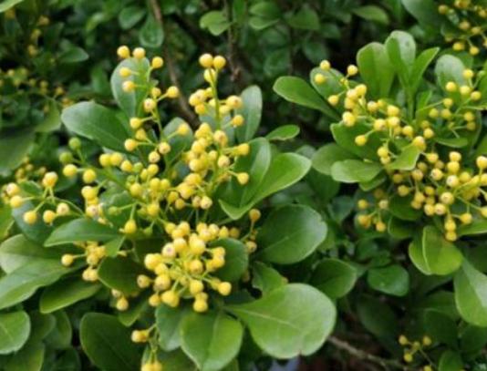 米兰花在家养好么,怎样才能把米兰花养好