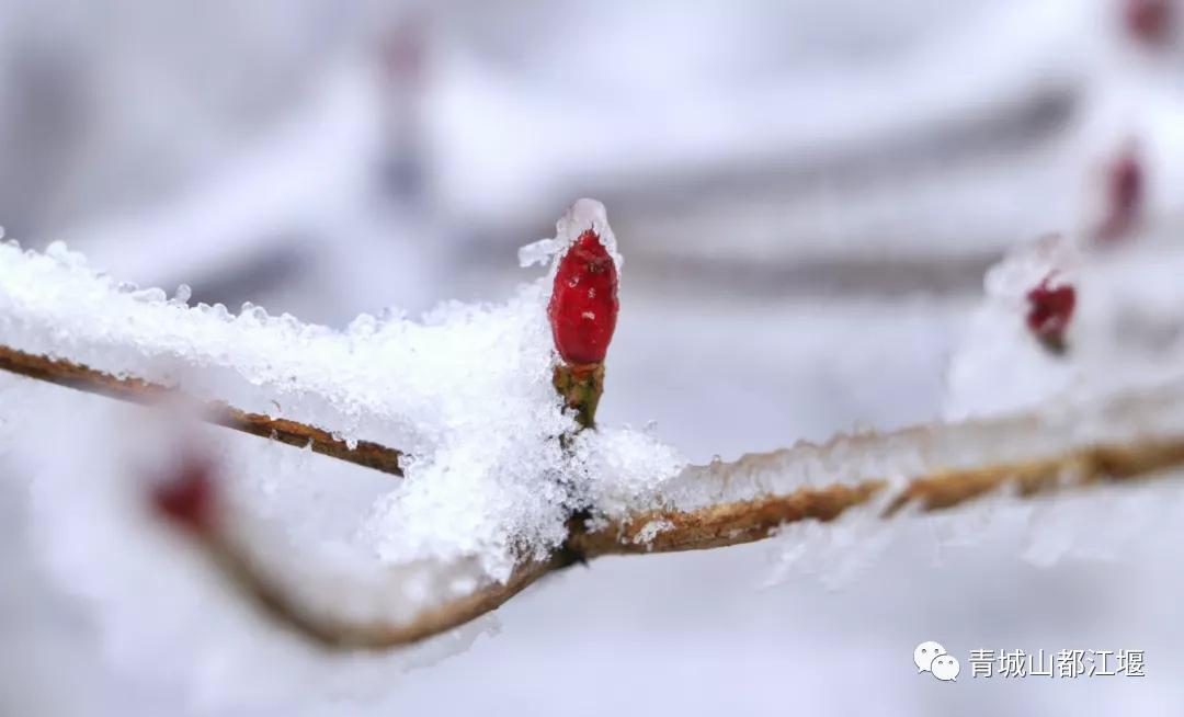 无雪不成冬,都江堰玩雪一日游