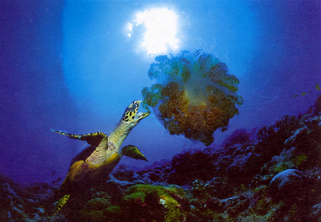 龟类纪录片,龟类图片