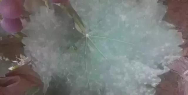 有关葡萄的病症,葡萄新梢病害图谱