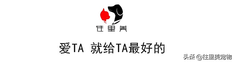 哈士奇傻气培养视频,哈士奇入门