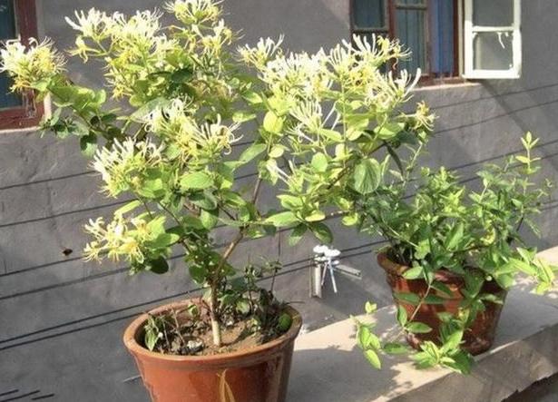 杀虫药大全及使用方法,常见10种杀虫配方