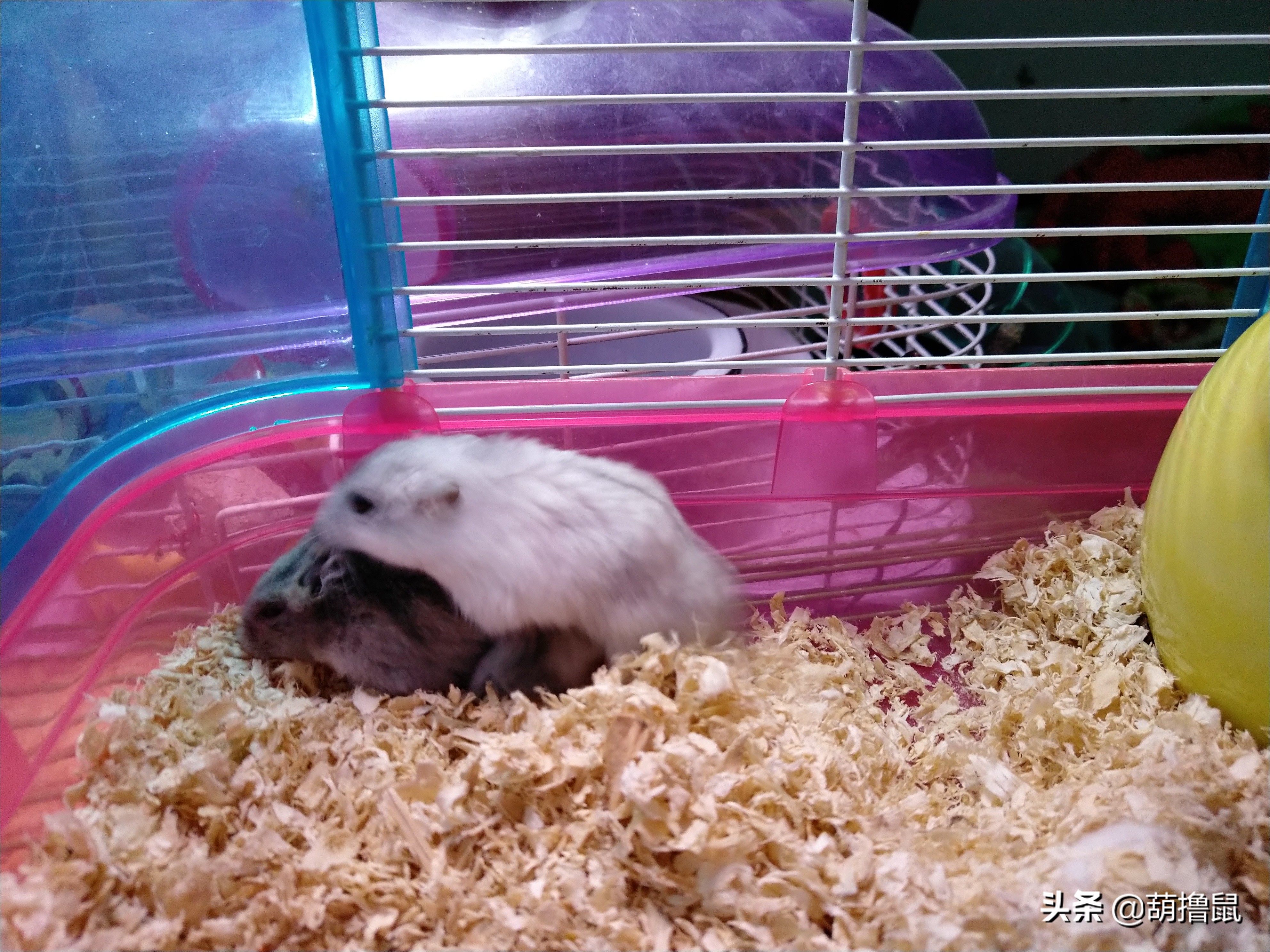 仓鼠繁育注意事项,仓鼠怀孕后的注意事项